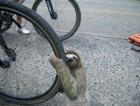 22781_Slothbike.jpg